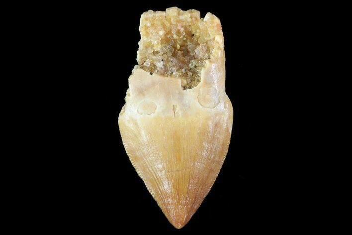 Unusual, Serrated, Crocodylomorph Tooth - Morocco #72761